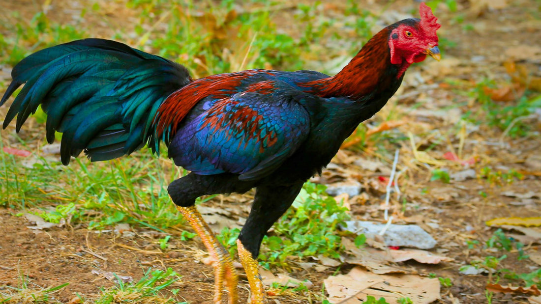 Desentrañando el Pasado: La Fascinante Historia y Origen del Gallo de Combate