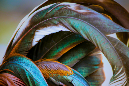 La Muda de Plumas en las Aves: Todo lo que Necesitas Saber