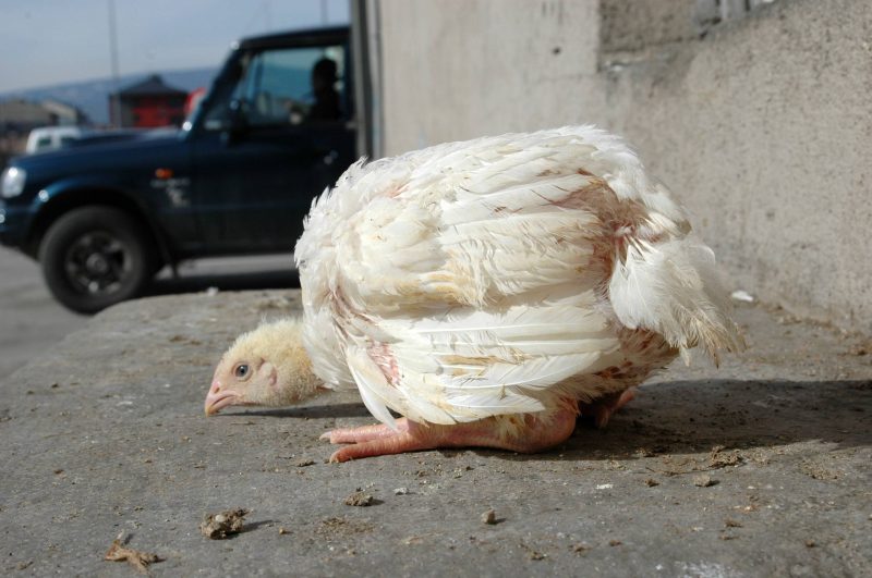 La Enfermedad de Marek en Aves: Todo lo que Debes Saber